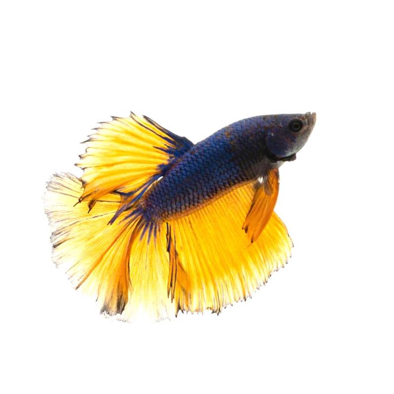 Betta Halfmoon Mustard Male - imagine 3